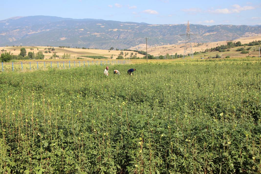 Amasya üretiyor, Konya yiyor 1